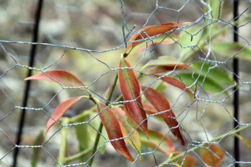 wilsonii 2 romi 16 fev 2012 023.jpg