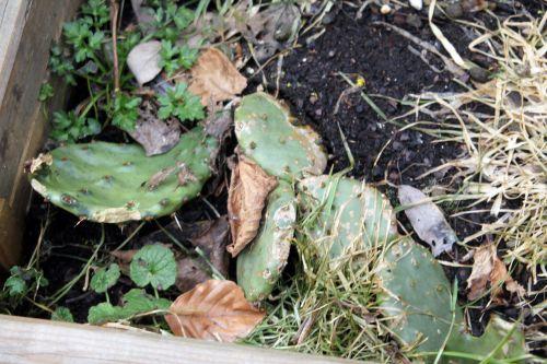 opuntia humi romi 16 fev 2012 037.jpg