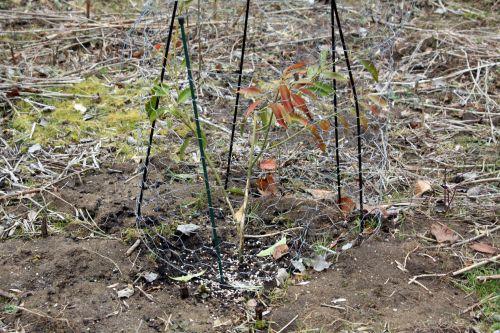 wilsonii 1 romi 16 fev 2012 022.jpg