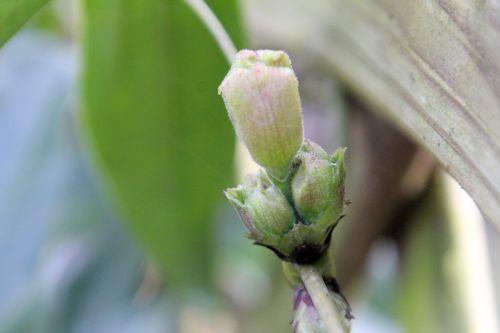 clematis arm bourgeon romi 27 janv 2012 007 (1).jpg