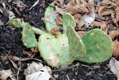 opuntia humi romi 16 fev 2012 028.jpg