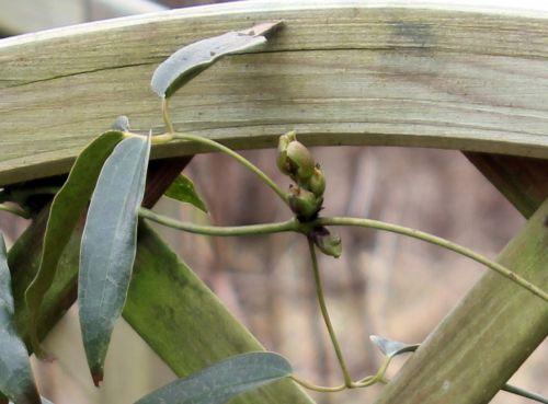 clematis arm bourgeon romi 16 fev 2012 027.jpg