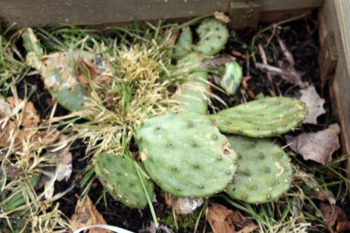 opuntia humi romi 16 fev 2012 036.jpg