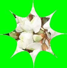 fleur-d-acacias.gif