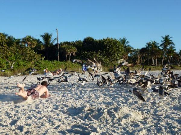 Oiseaux à Naples (Floride), rêve d’évasion…