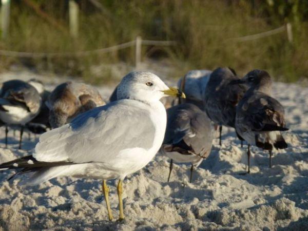 Oiseaux à Naples (Floride), rêve d’évasion…