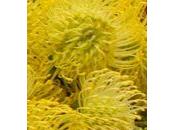 Quelle cette fleur Réponse Nutants