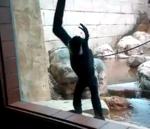 vidéo singe male dominant attaque homme zoo