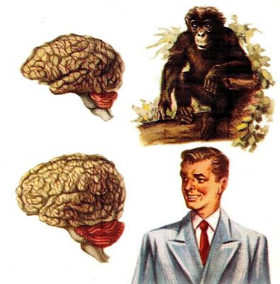 Comparaison des  cerveaux de l' homme et du singe