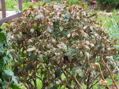 ...Revenons à nos moutons bourgeons !Après l'épisode...