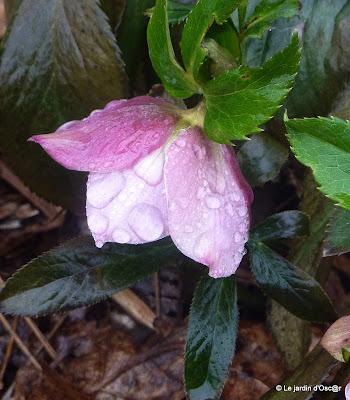 ...Revenons à nos moutons bourgeons !Après l'épisode...