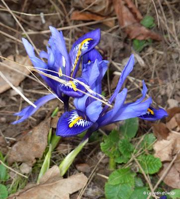 ...Revenons à nos moutons bourgeons !Après l'épisode...
