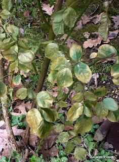 ...Revenons à nos moutons bourgeons !Après l'épisode...