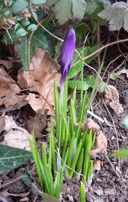 ...Revenons à nos moutons bourgeons !Après l'épisode...