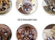 Mountain Lion (Puma), photos rejetées...