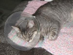 Conseils pour déceler la douleur chez le chat et savoir la gerer