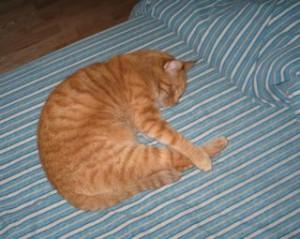 Conseils pour déceler la douleur chez le chat et savoir la gerer