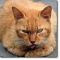 Conseils Pour Deceler La Douleur Chez Le Chat Et Savoir La Gerer A Lire Conseils Pour Deceler La Douleur Chez Le Chat Et Savoir La Gerer A Lire