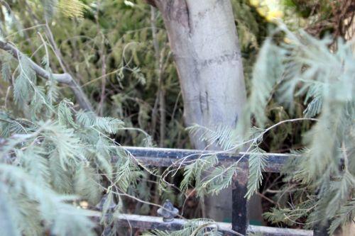 8 tronc paris 19 fev 2012 131.jpg