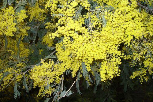 6 acacia decurrens 2008 20 fev 008.jpg