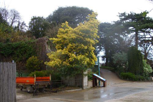 5 acacia dec Paris 12 mars 2008 063.jpg