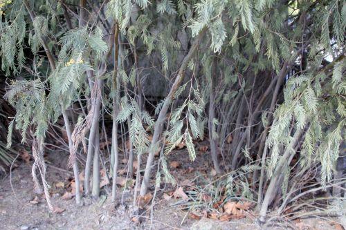 7 drageons paris 19 fev 2012 125.jpg