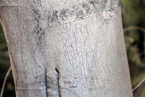 9 tronc paris 19 fev 2012 130.jpg