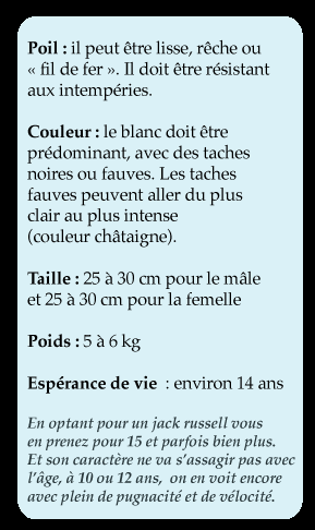 fiche-Jack_Russell Le Jack Russell