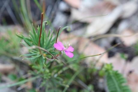 à la recherche de cephalotus