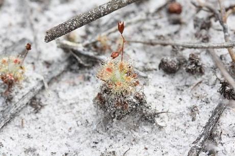 à la recherche de cephalotus