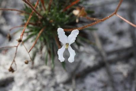 à la recherche de cephalotus