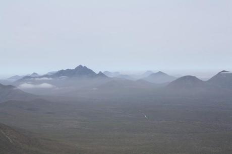 à la recherche de cephalotus