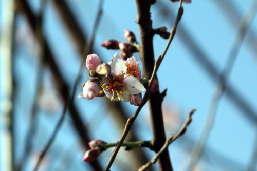 paris 19 fev 2012 005.jpg