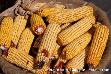 OGM : les risques du MON810 confirmés par de nouvelles études