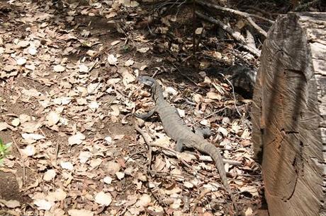 1 varan Porongurup national parc Kangourou, emeu et autres animaux d’Australie