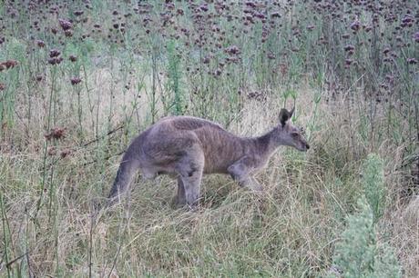 Kangourou, emeu et autres animaux d’Australie