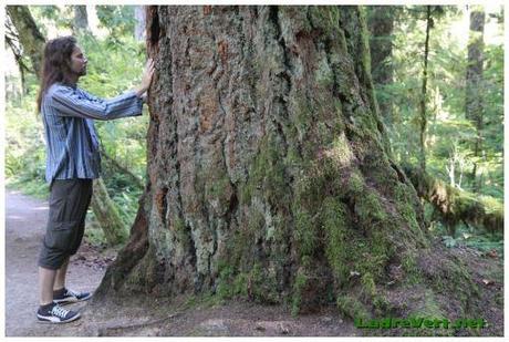 Photoreport : Cathedral grove, Pacific Rim & Jardins