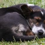 Comment protéger son jardin du chien avec des répulsifs naturels