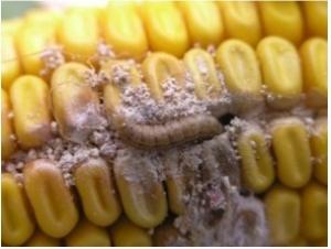 OGM: Le maïs MON810 grillé par le gouvernement – Ministère du développement durable