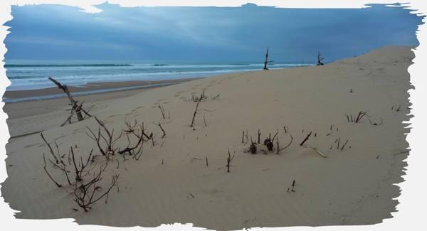 Marcher sur les arbres
