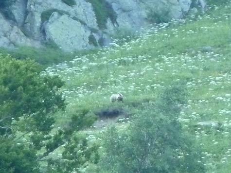 Voir l'ours dans les Pyrénées. Ici, Nheu dans le Val d'Aran (Photo BdM)
