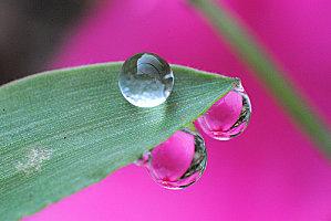 gouttes d'eau sur feuille