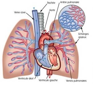 HYPERTENSION artérielle PULMONAIRE: Vous connaissez? Seul 1 Français sur 7 sait – HTAPFrance