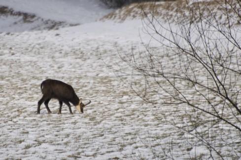 Chamois pres de Noiraigue…