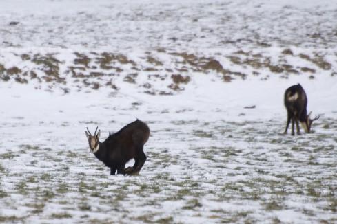 Chamois pres de Noiraigue…