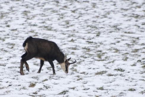 Chamois pres de Noiraigue…