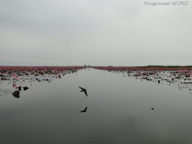 Thaïlande: LE LAC ROSE
