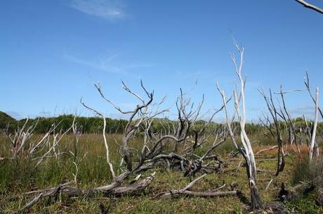 Boat Harbour, Walpole et les falaises Conspicuous