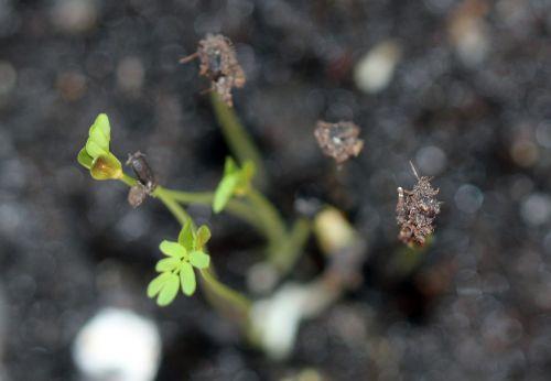 2 acacia pravissima 22 fev 2012 008.jpg