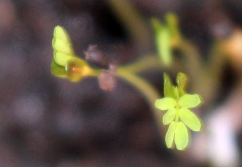 3 acacia pravissima 22 fev 2012 004.jpg